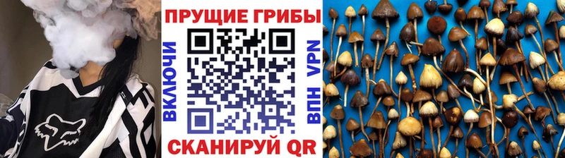 Купить где  Дмитровск  Псилоцибиновые грибы GOLDEN TEACHER 